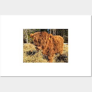 Scottish Highland Cattle Calf 1730 Posters and Art